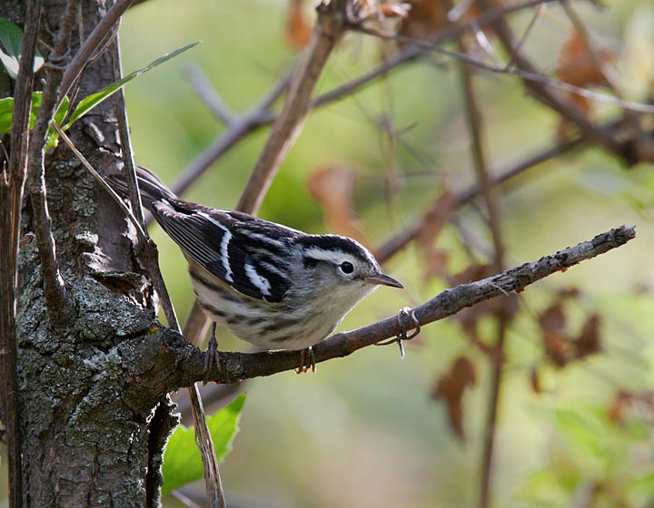 black-and-white warbler