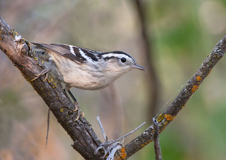 black-and-white warbler