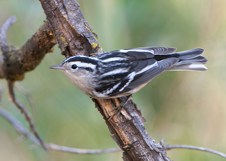 black-and-white warbler