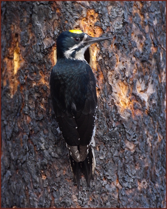 black-backed woodpecker