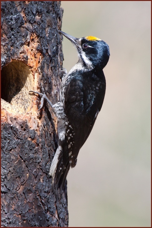 black-backed woodpecker