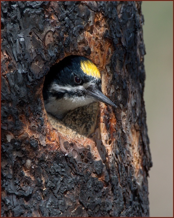 black-backed woodpecker