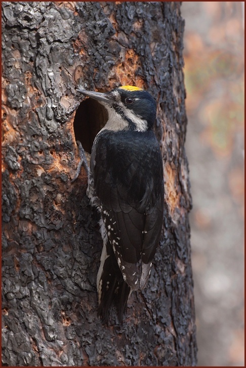 black-backed woodpecker