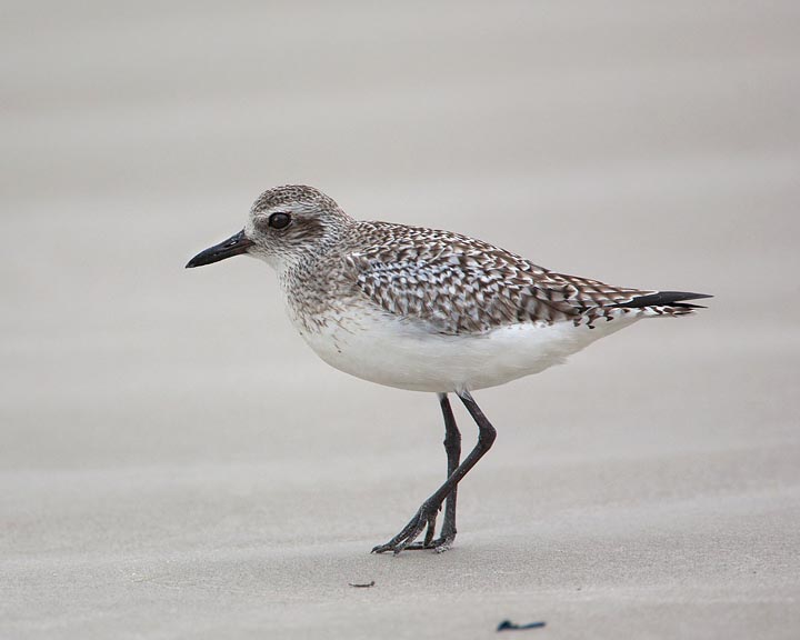 Black-bellied Plover