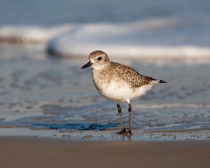 Black-bellied Plover