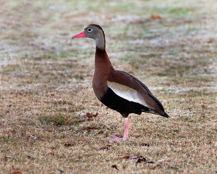 Black-bellied Whistling Duck