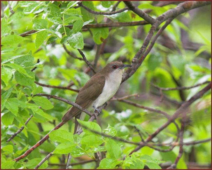 Black-billed Cuckoo