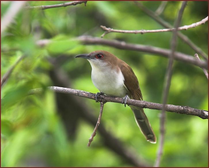 Black-billed Cuckoo