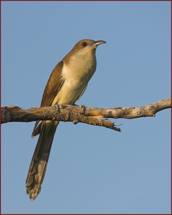 Black-billed Cuckoo