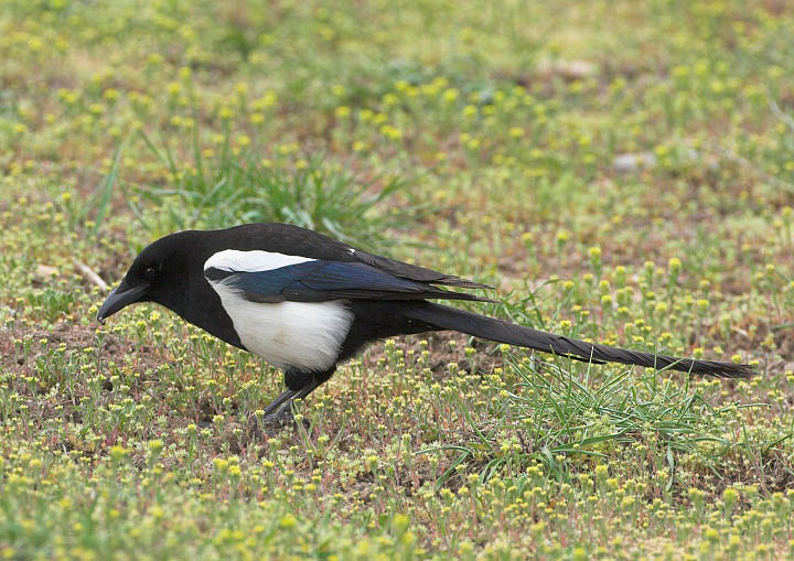 Black-billed Magpie