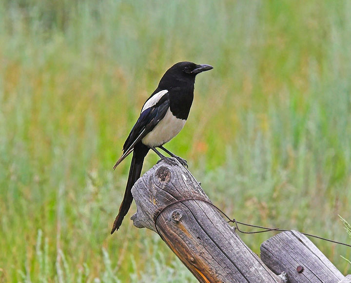 Black-billed Magpie