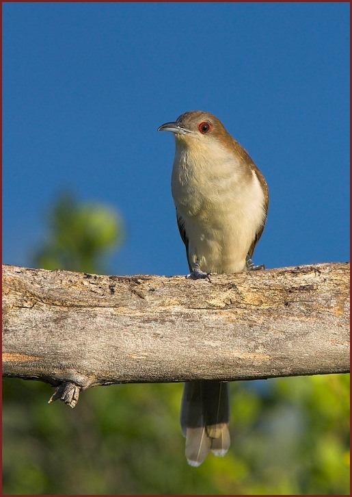 Black-billed Cuckoo