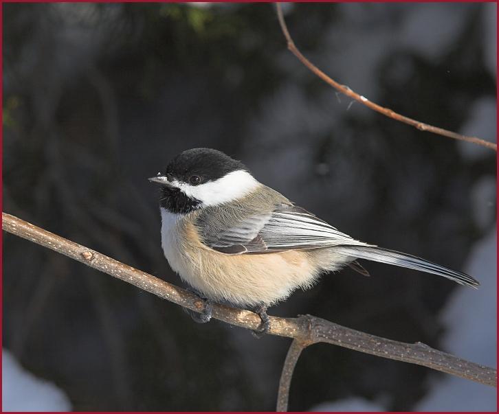 Black-capped Chickadee