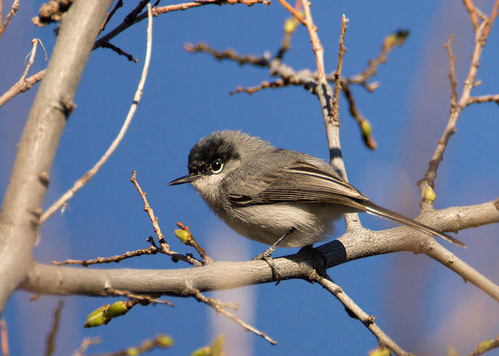 Black-capped Gnatcatcher