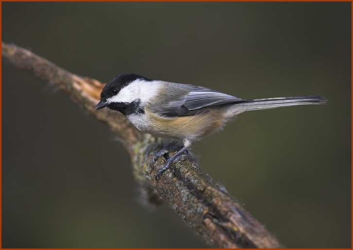 Black-capped Chickadee