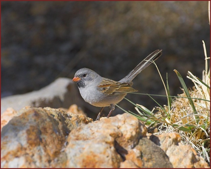 Black-chinned Sparrow