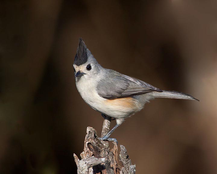 Black-crested Titmouse