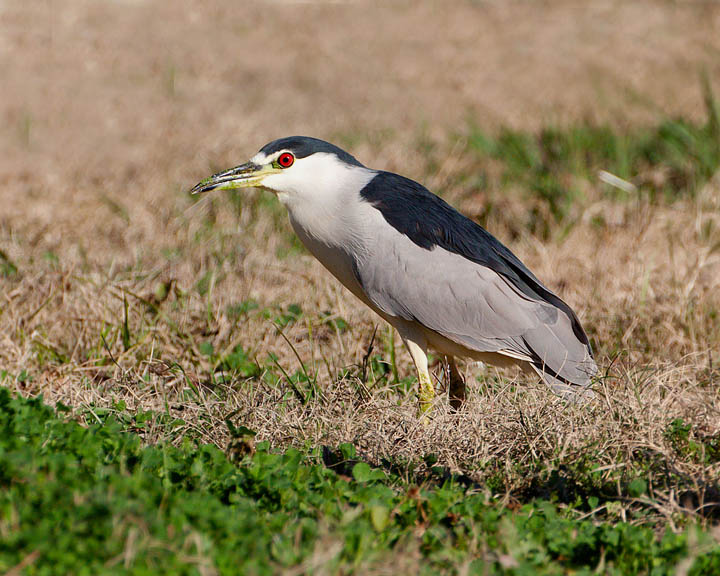 black-crowned night-heron