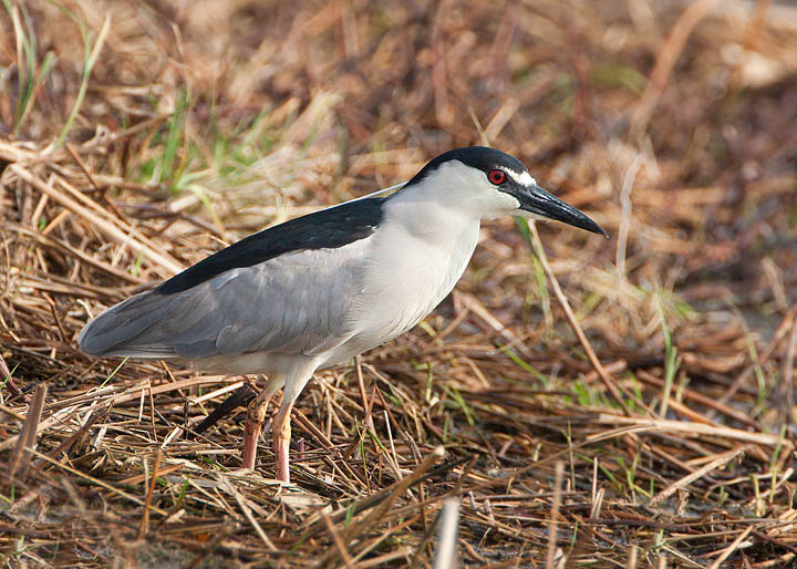 black-crowned night-heron