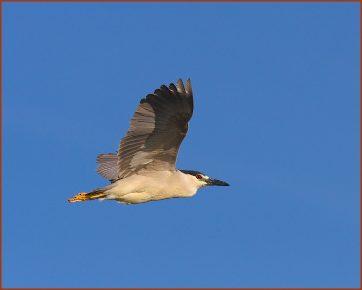 black-crowned night-heron