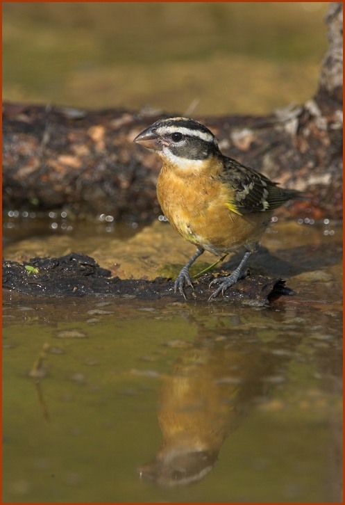 Black-headed grosbeak