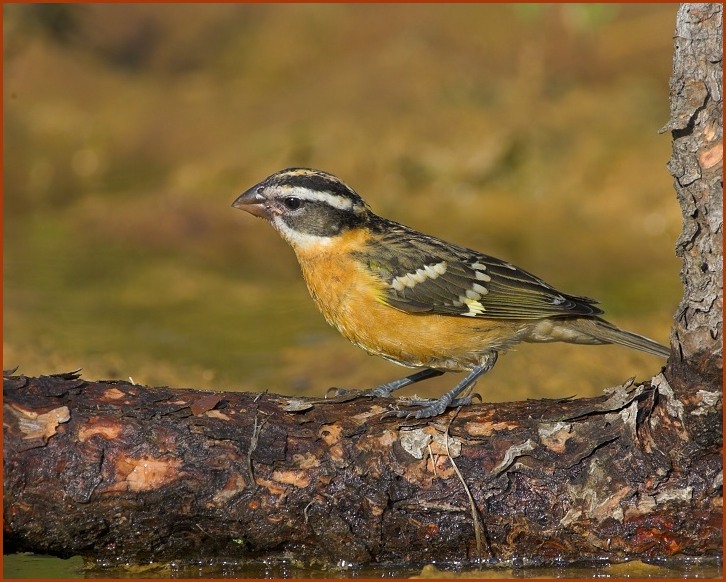 Black-headed Grosbeak