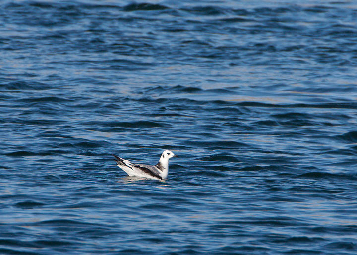 black-legged kittiwake