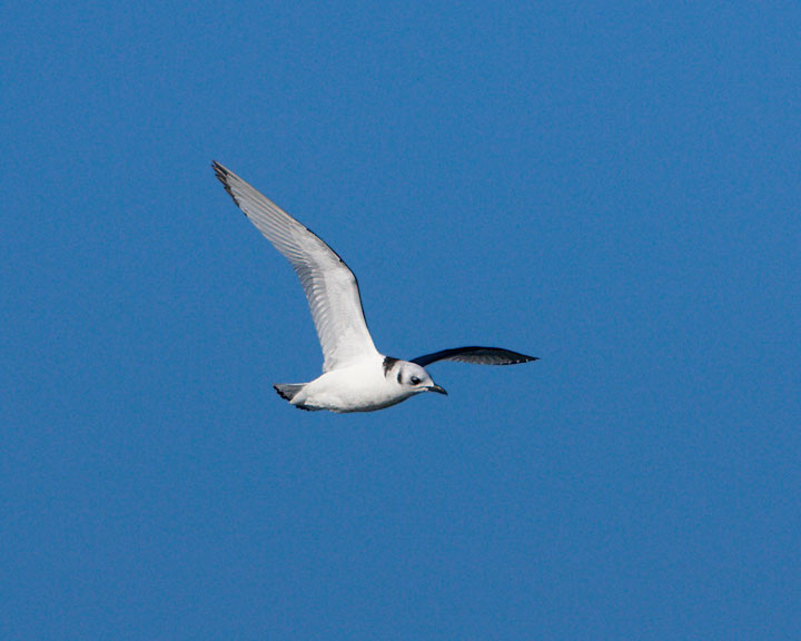 black-legged kittiwake