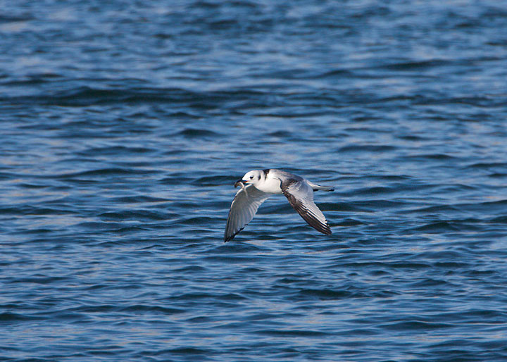 black-legged kittiwake