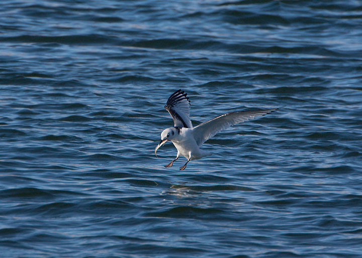 black-legged kittiwake