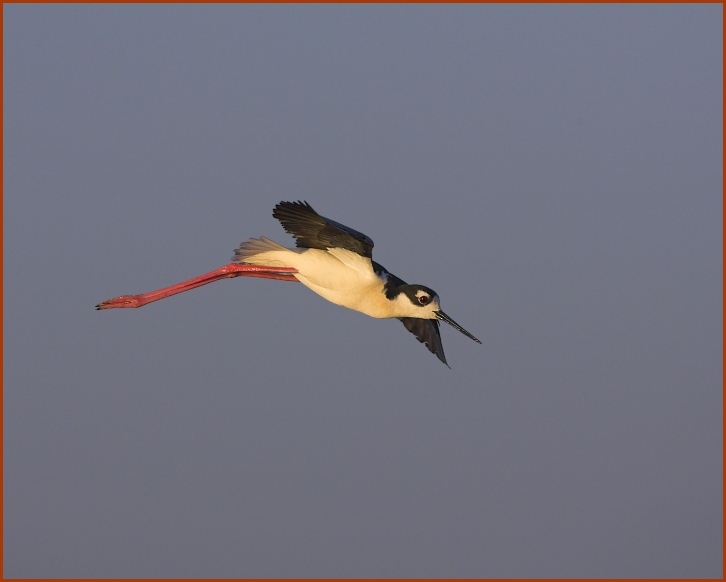 Black-necked Stilt