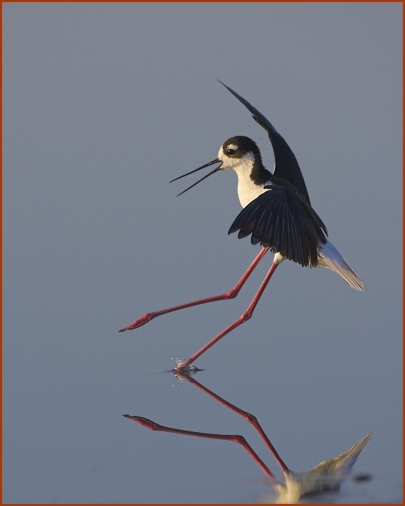 Black-necked Stilt