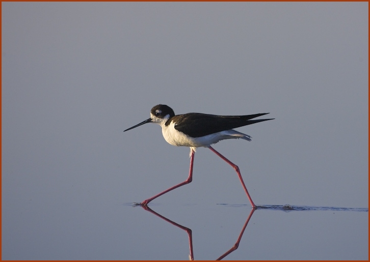 Black-necked stilt