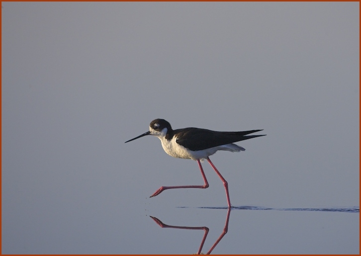 black-necked stilt