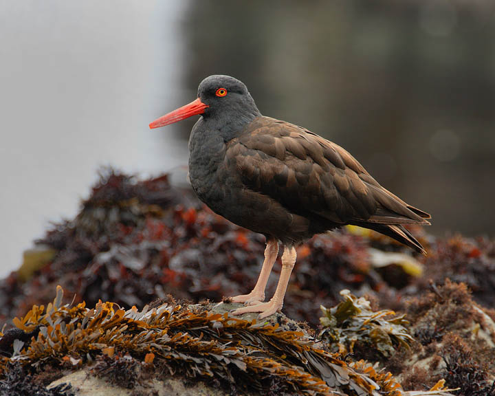 black oystercatcher