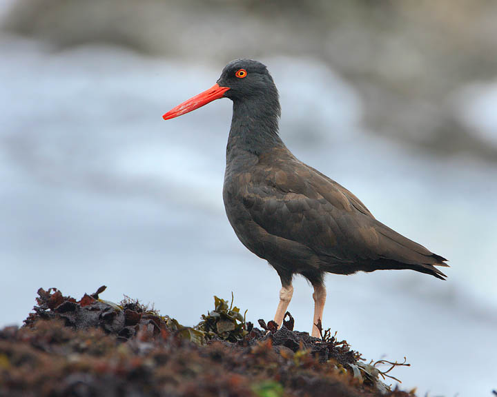 black oystercatcher