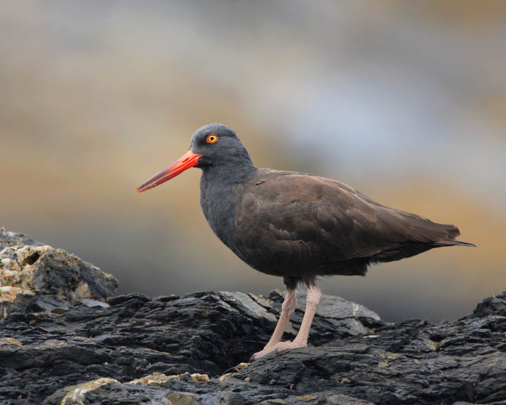 black oystercatcher