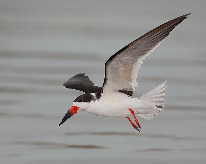 Black Skimmer