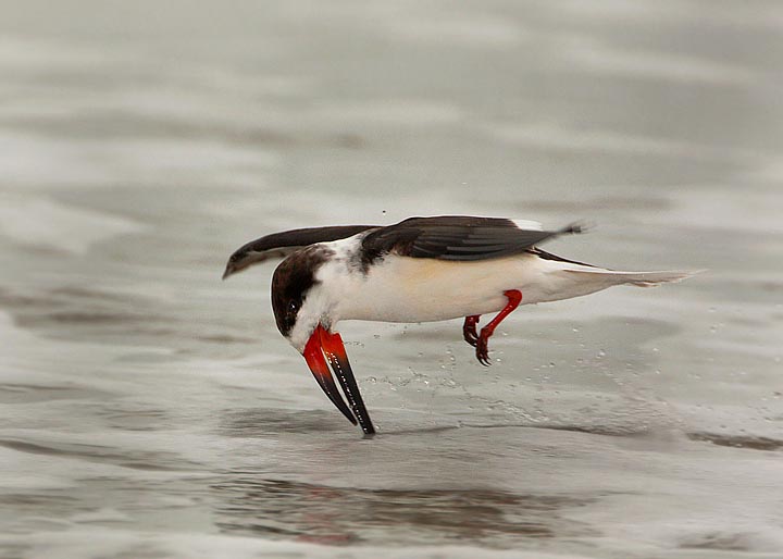 Black Skimmer