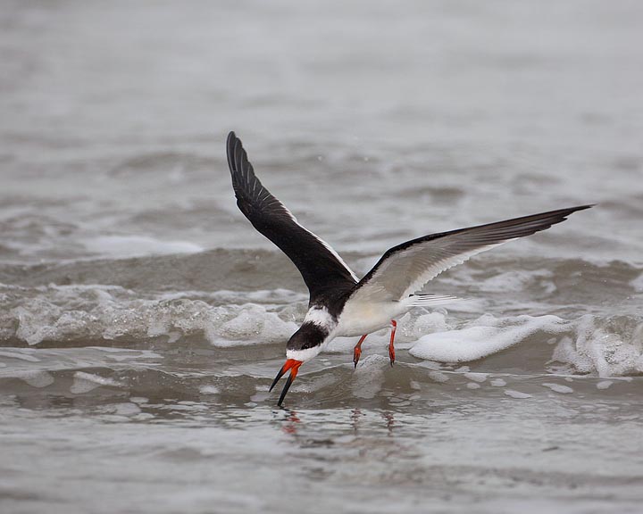 Black Skimmer