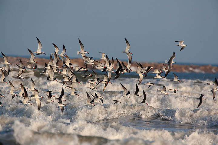 Black Skimmer