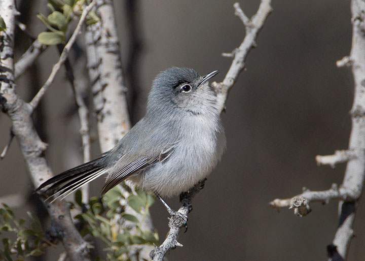 black-tailed-gnatcatcher