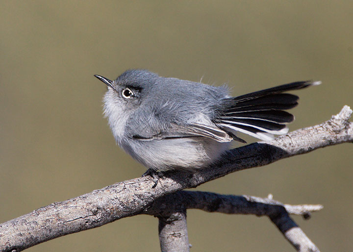 black-tailed-gnatcatcher