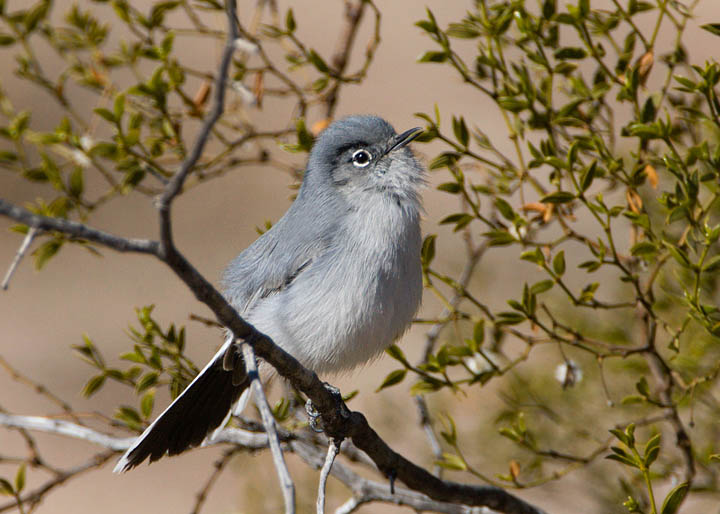 black-tailed-gnatcatcher