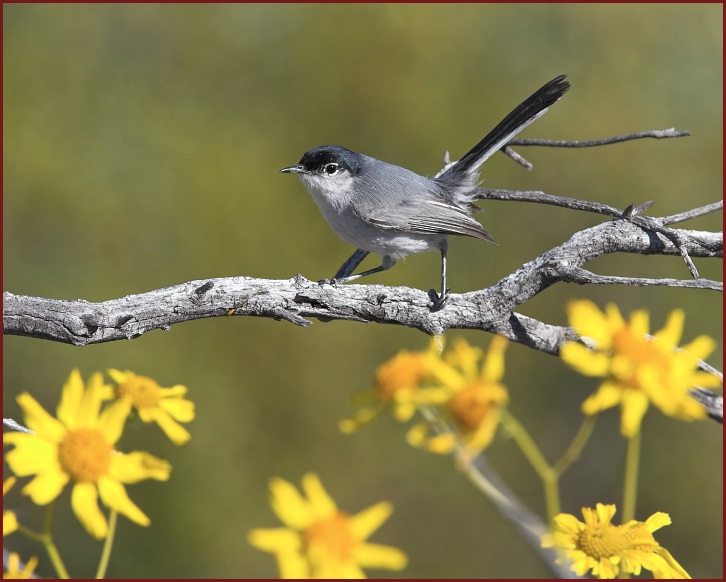 black-tailed gnatcatcher