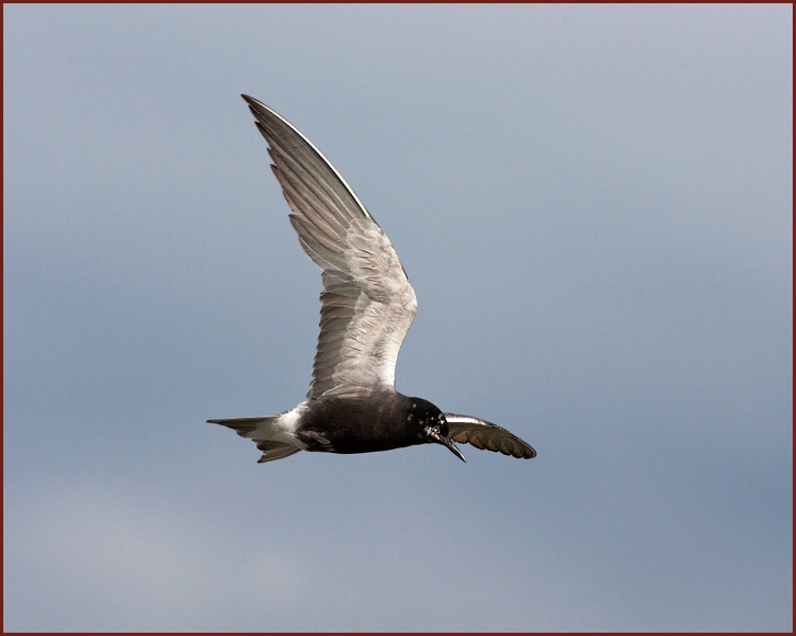 black tern