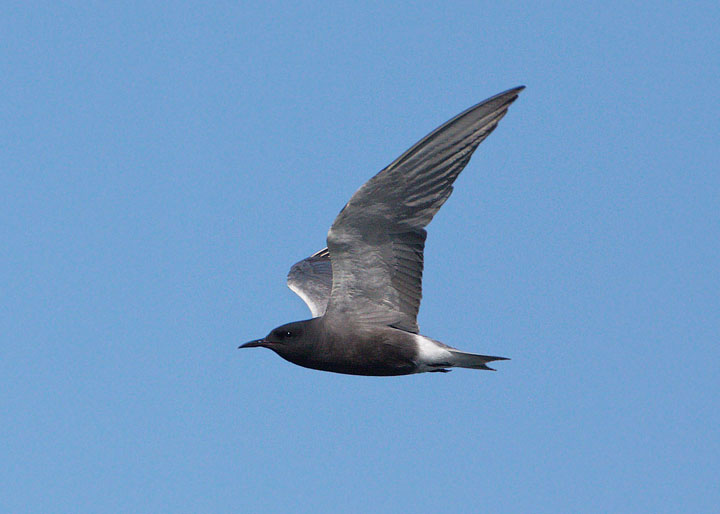 black tern