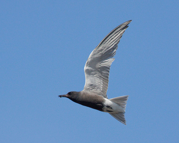 black tern