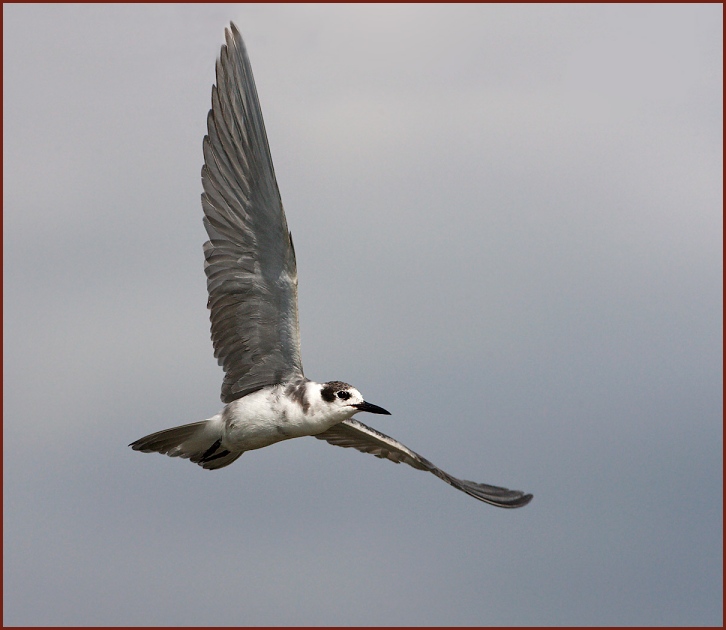 black tern