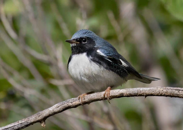 Black-throated Blue Warbler